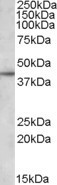 Apolipoprotein L3 Antibody in Western Blot (WB)