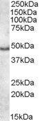 Apolipoprotein L5 Antibody in Western Blot (WB)