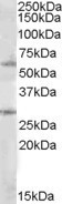 SOCS7 Antibody in Western Blot (WB)