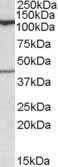 COG1 Antibody in Western Blot (WB)
