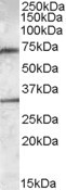 LIPG Antibody in Western Blot (WB)
