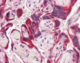 Iduronate 2 Sulfatase Antibody in Immunohistochemistry (Paraffin) (IHC (P))