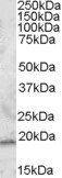 RGS13 Antibody in Western Blot (WB)