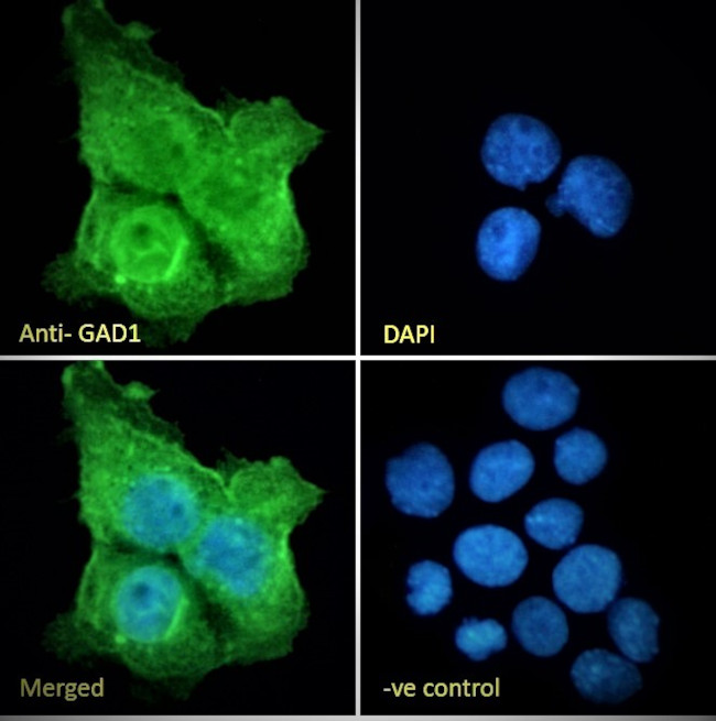 GAD67 Antibody in Immunocytochemistry (ICC/IF)