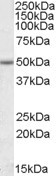 EVL Antibody in Western Blot (WB)
