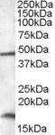 RBM3 Antibody in Western Blot (WB)