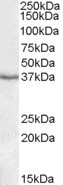 PON1 Antibody in Western Blot (WB)