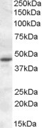 MTNR1A Antibody in Western Blot (WB)