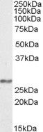 NDUFS3 Antibody in Western Blot (WB)