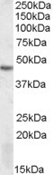 DRAK2 Antibody in Western Blot (WB)