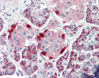 PEBP4 Antibody in Immunohistochemistry (Paraffin) (IHC (P))