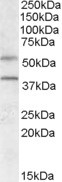 GPR81 Antibody in Western Blot (WB)