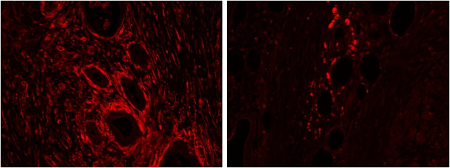 Heme oxygenase 2 Antibody in Immunohistochemistry (Paraffin) (IHC (P))