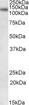 DNA Ligase I Antibody in Western Blot (WB)