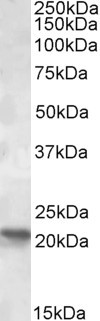 POLR2G Antibody in Western Blot (WB)