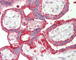 SDHAF1 Antibody in Immunohistochemistry (Paraffin) (IHC (P))