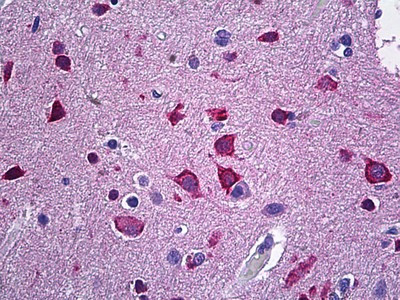 NRGN Antibody in Immunohistochemistry (Paraffin) (IHC (P))