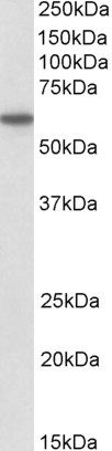 CD80 Antibody in Western Blot (WB)