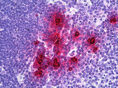 Defensin 1/3 Antibody in Immunohistochemistry (Paraffin) (IHC (P))