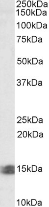 INCA Antibody in Western Blot (WB)