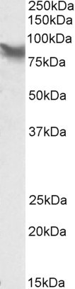 LPP Antibody in Western Blot (WB)