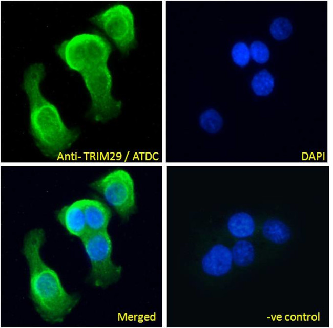 TRIM29 Antibody in Immunocytochemistry (ICC/IF)