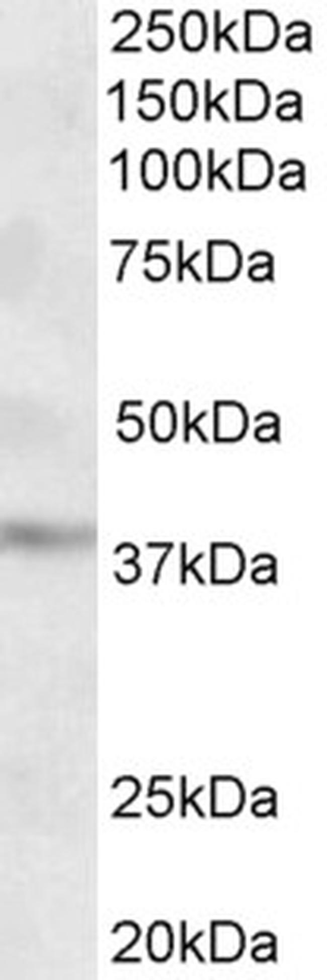 MICS1 Antibody in Western Blot (WB)