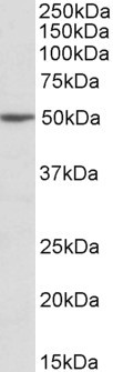 MON1A Antibody in Western Blot (WB)