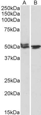 MON1A Antibody in Western Blot (WB)