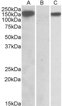 NALP2 Antibody in Western Blot (WB)