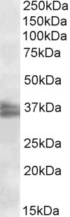FRG1 Antibody in Western Blot (WB)