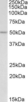PLA1 Antibody in Western Blot (WB)