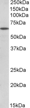 Pou6f2 Antibody in Western Blot (WB)