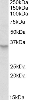 PEX2 Antibody in Western Blot (WB)