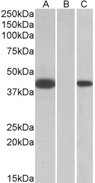 FANCF Antibody in Western Blot (WB)