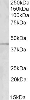 GRAMD3 Antibody in Western Blot (WB)