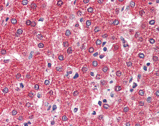 MPV17 Antibody in Immunohistochemistry (Paraffin) (IHC (P))