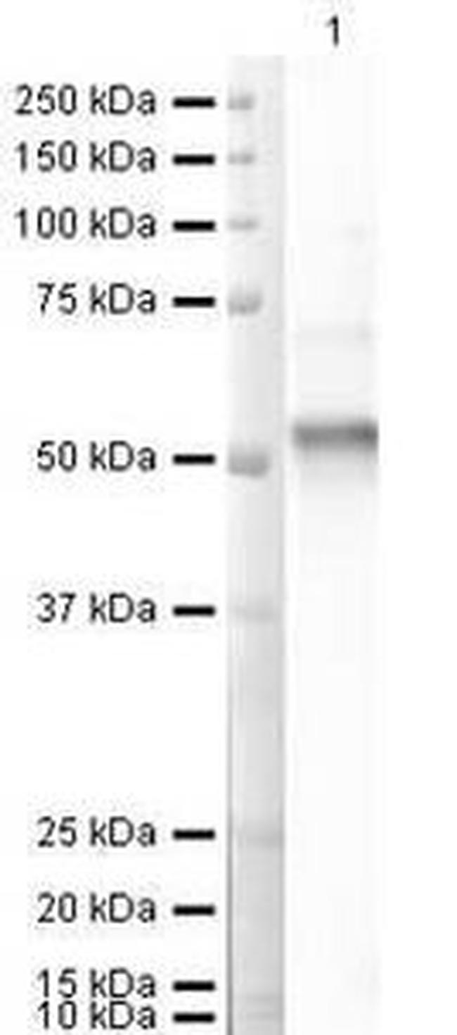 FOXP3 Antibody in Western Blot (WB)