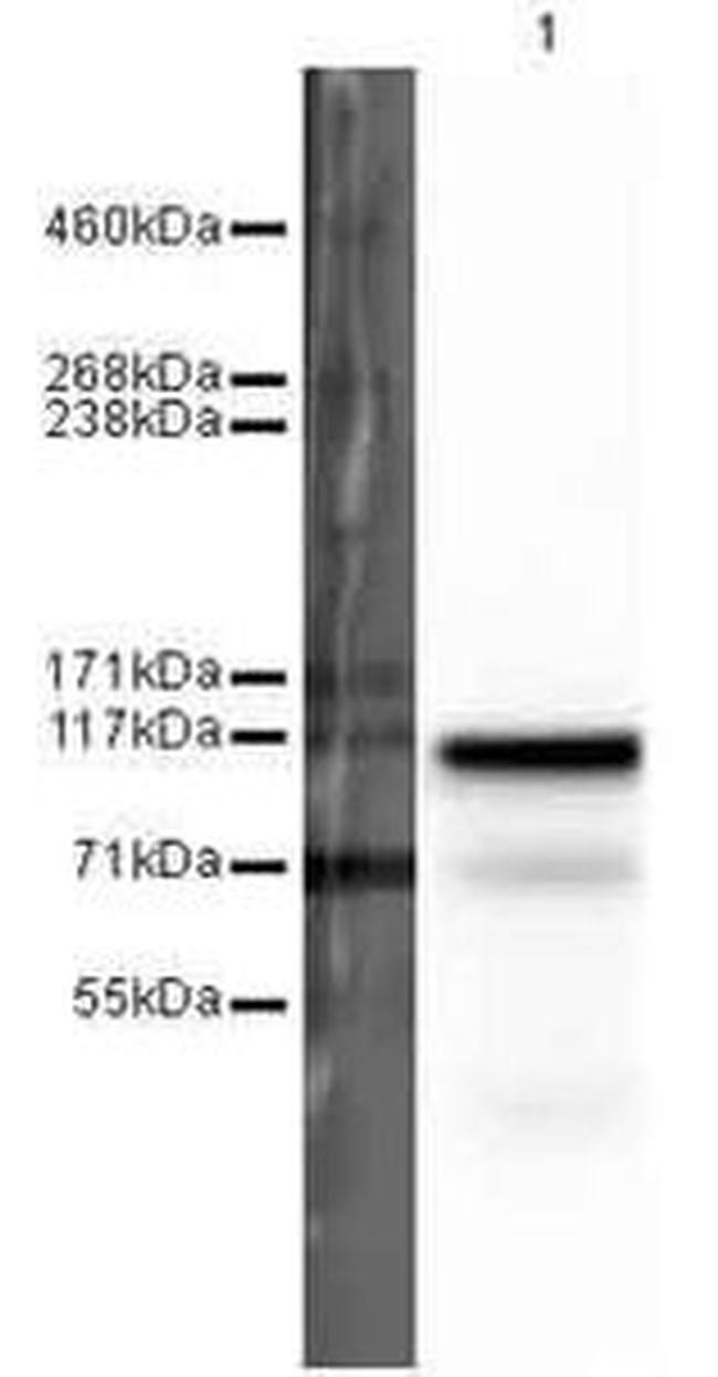 BRDT Antibody in Western Blot (WB)