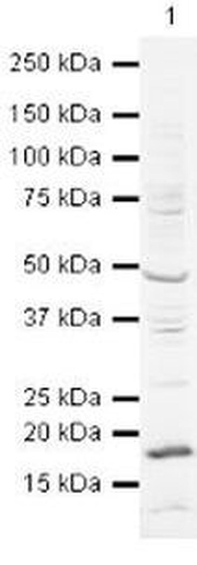 HP1 alpha Antibody in Western Blot (WB)