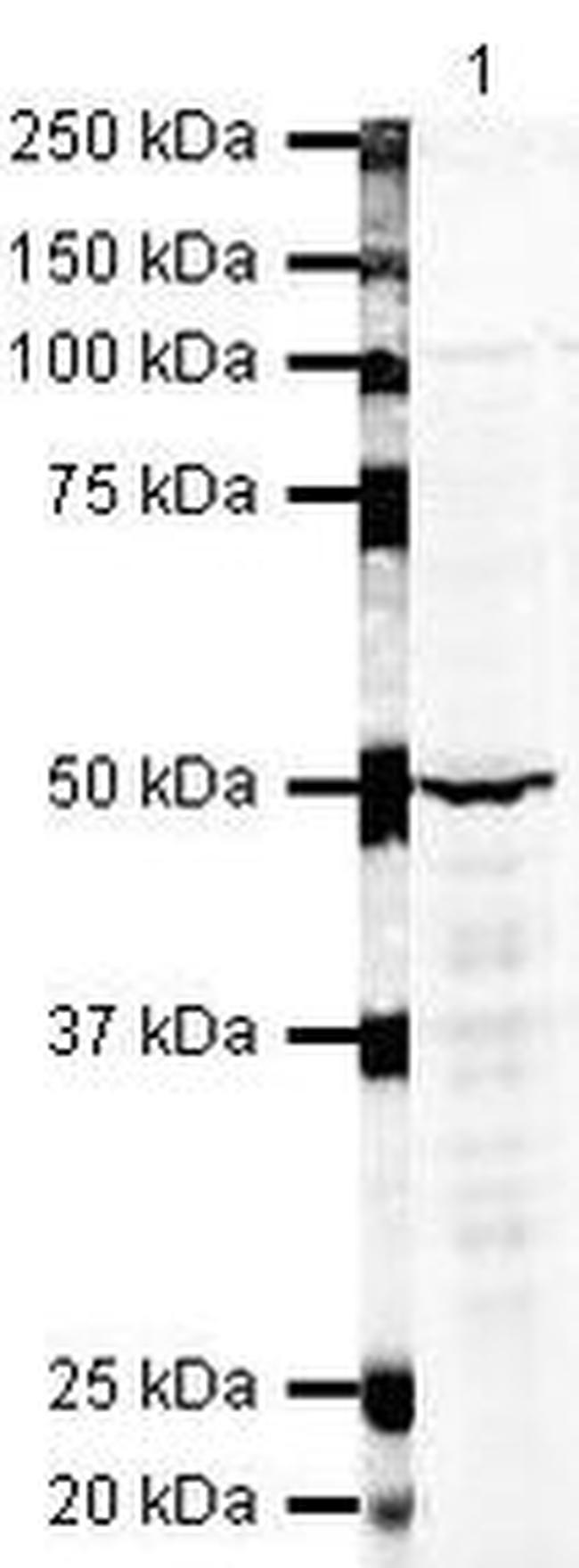 FOXP3 Antibody in Western Blot (WB)