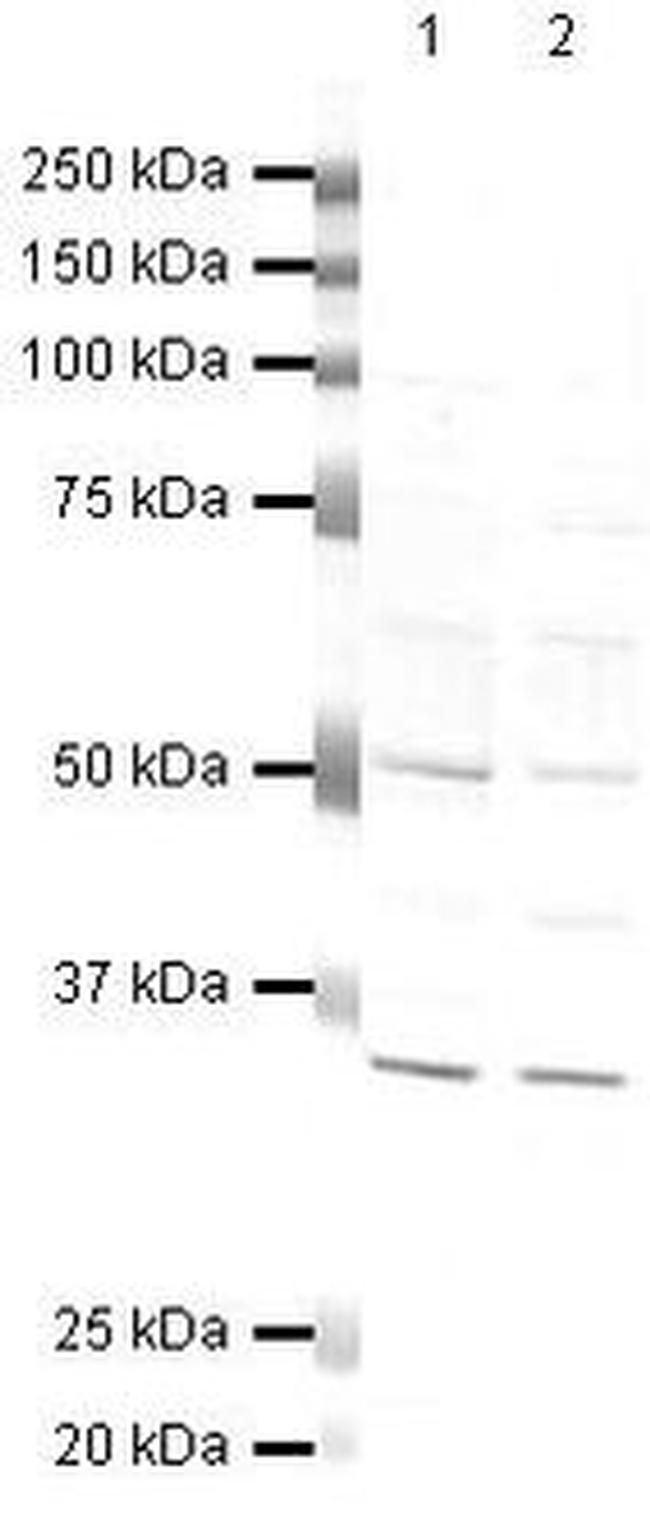 HIF1AN Antibody in Western Blot (WB)