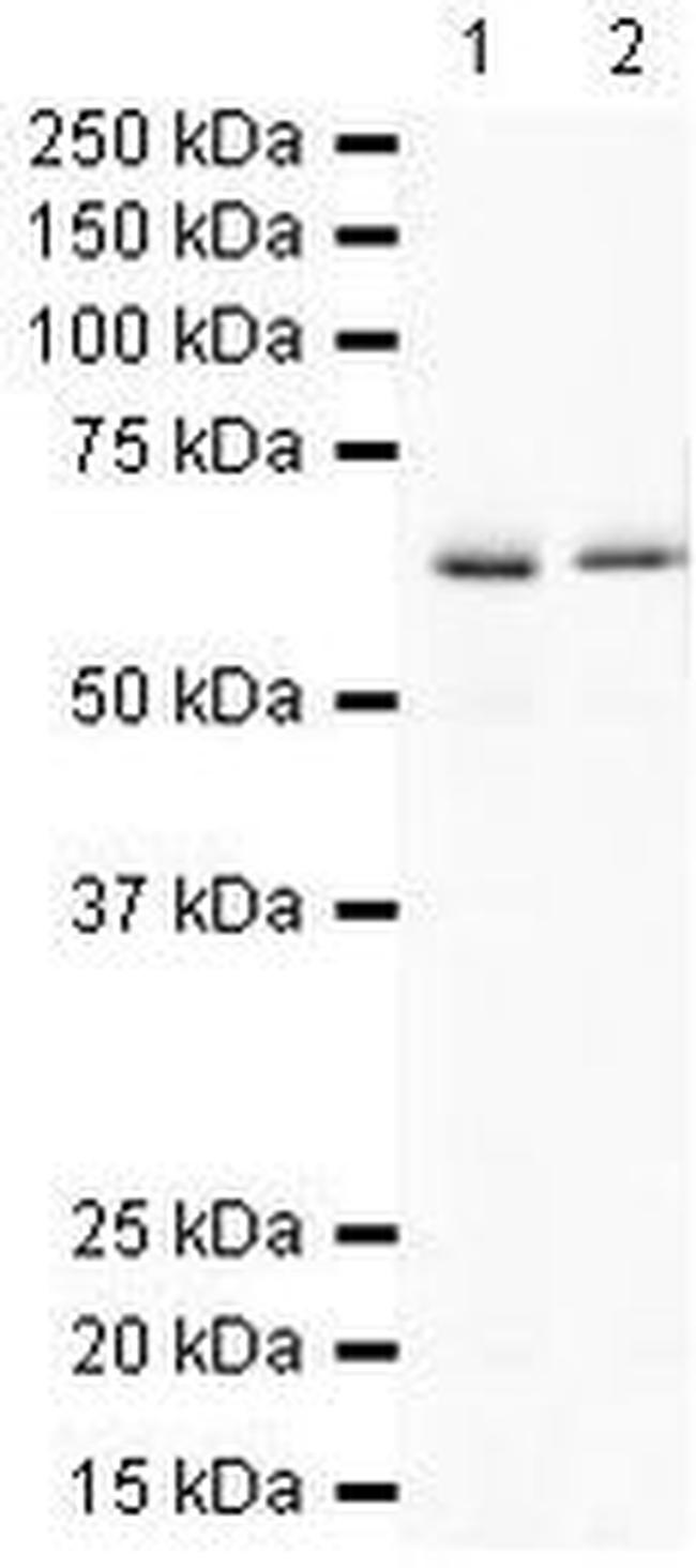 PTPRG Antibody in Western Blot (WB)
