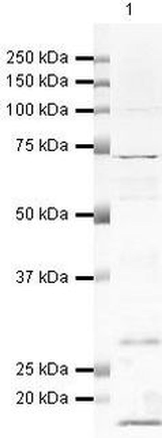 SPHK1 Antibody in Western Blot (WB)