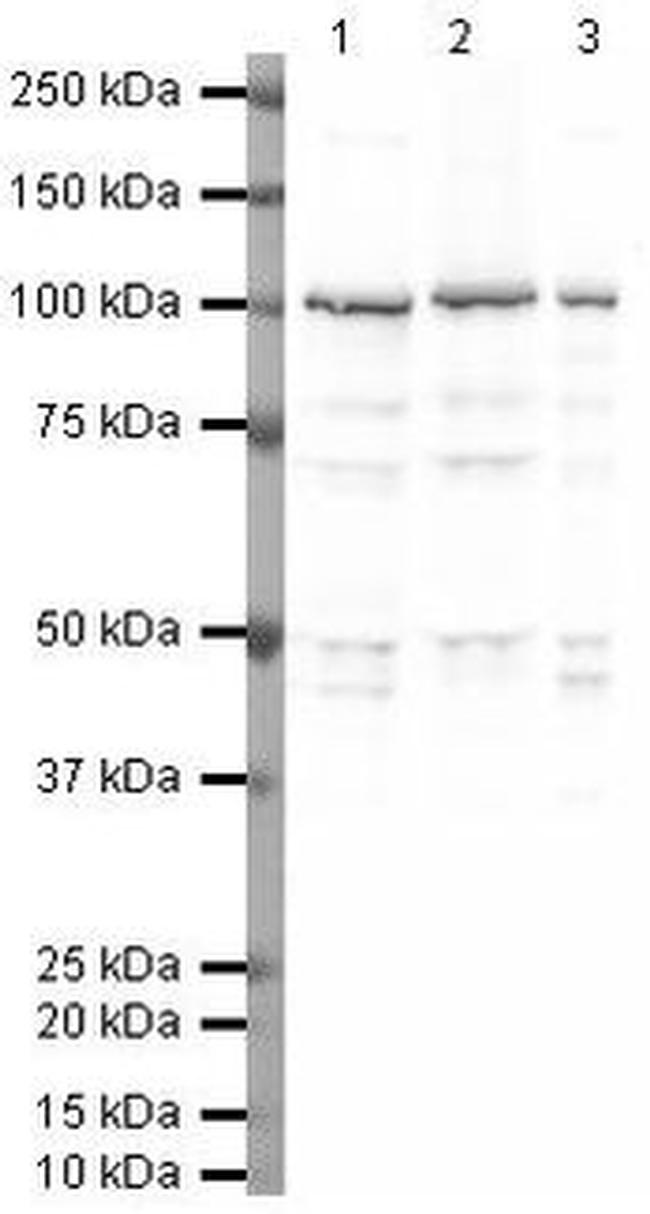 Phospho-PSD-95 (Thr19) Antibody in Western Blot (WB)