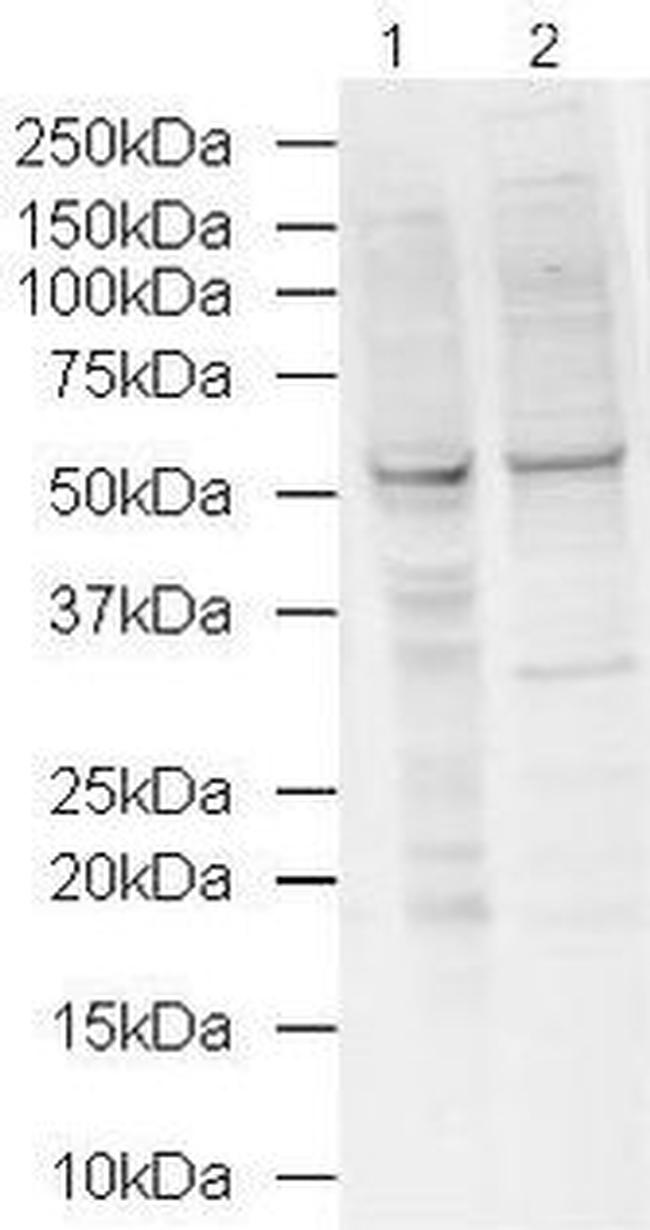 NORE1 Antibody in Western Blot (WB)
