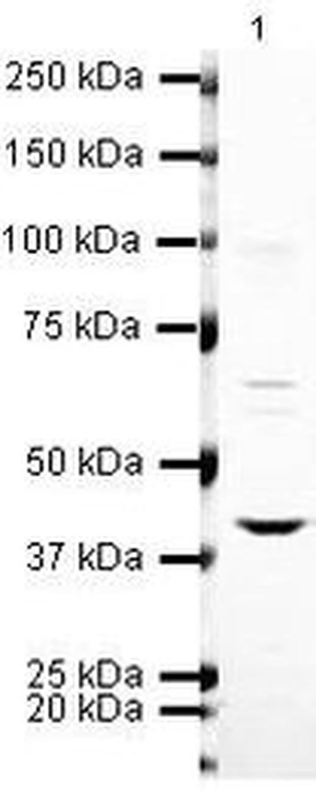 Arg3.1 Antibody in Western Blot (WB)