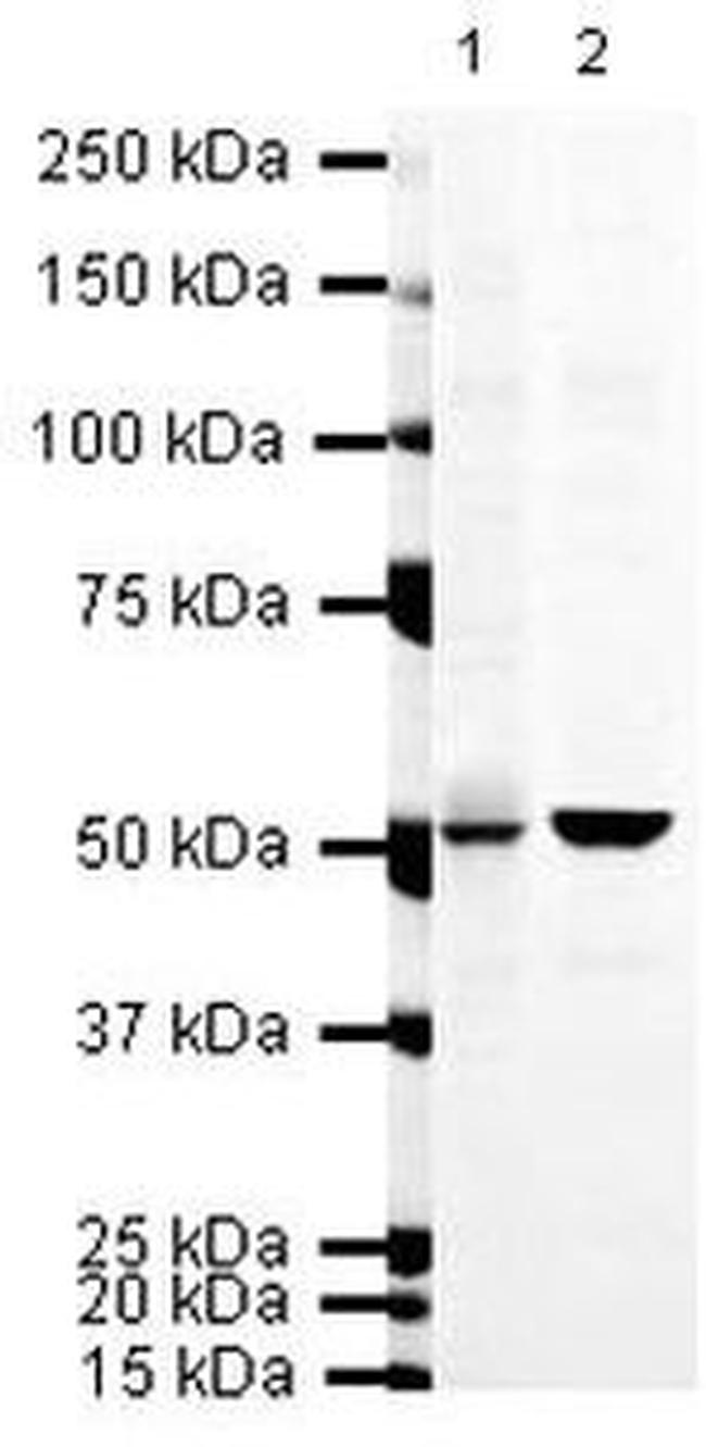 Doublecortin Antibody in Western Blot (WB)