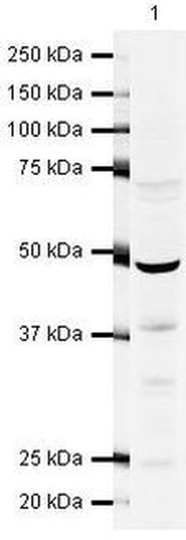 n-Myc Antibody in Western Blot (WB)