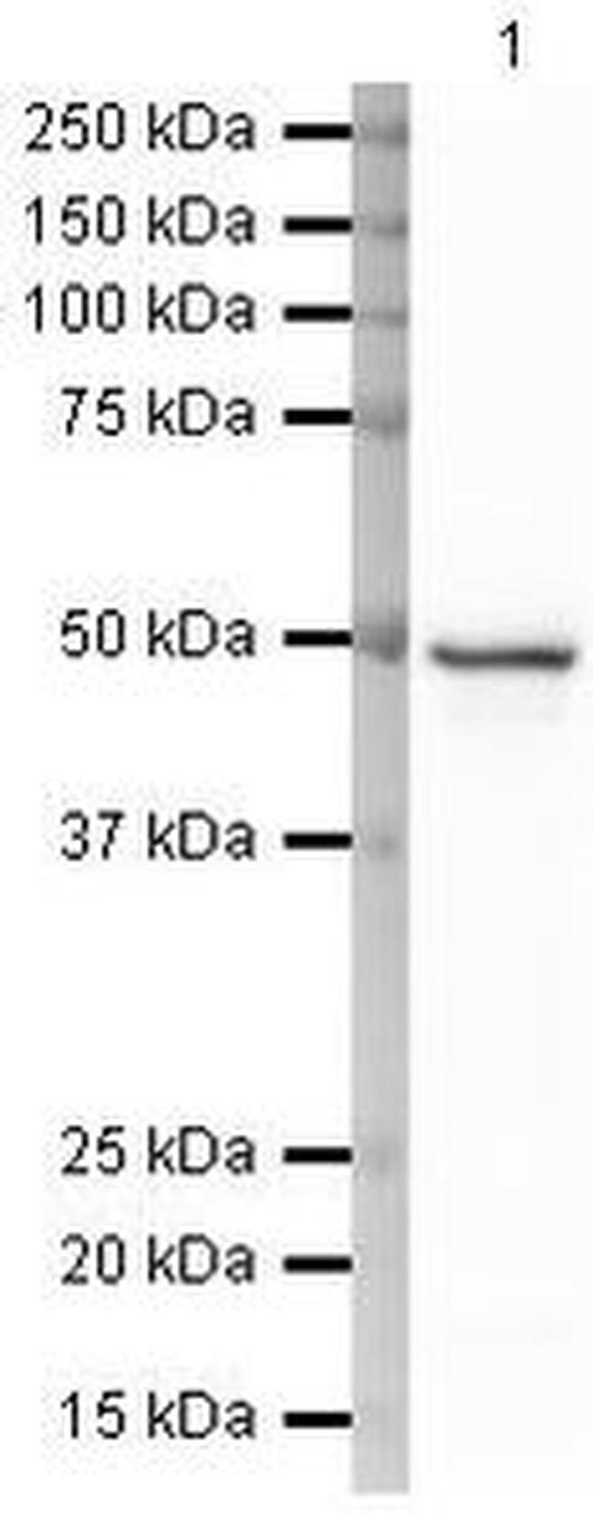 Cytokeratin 18 Antibody in Western Blot (WB)